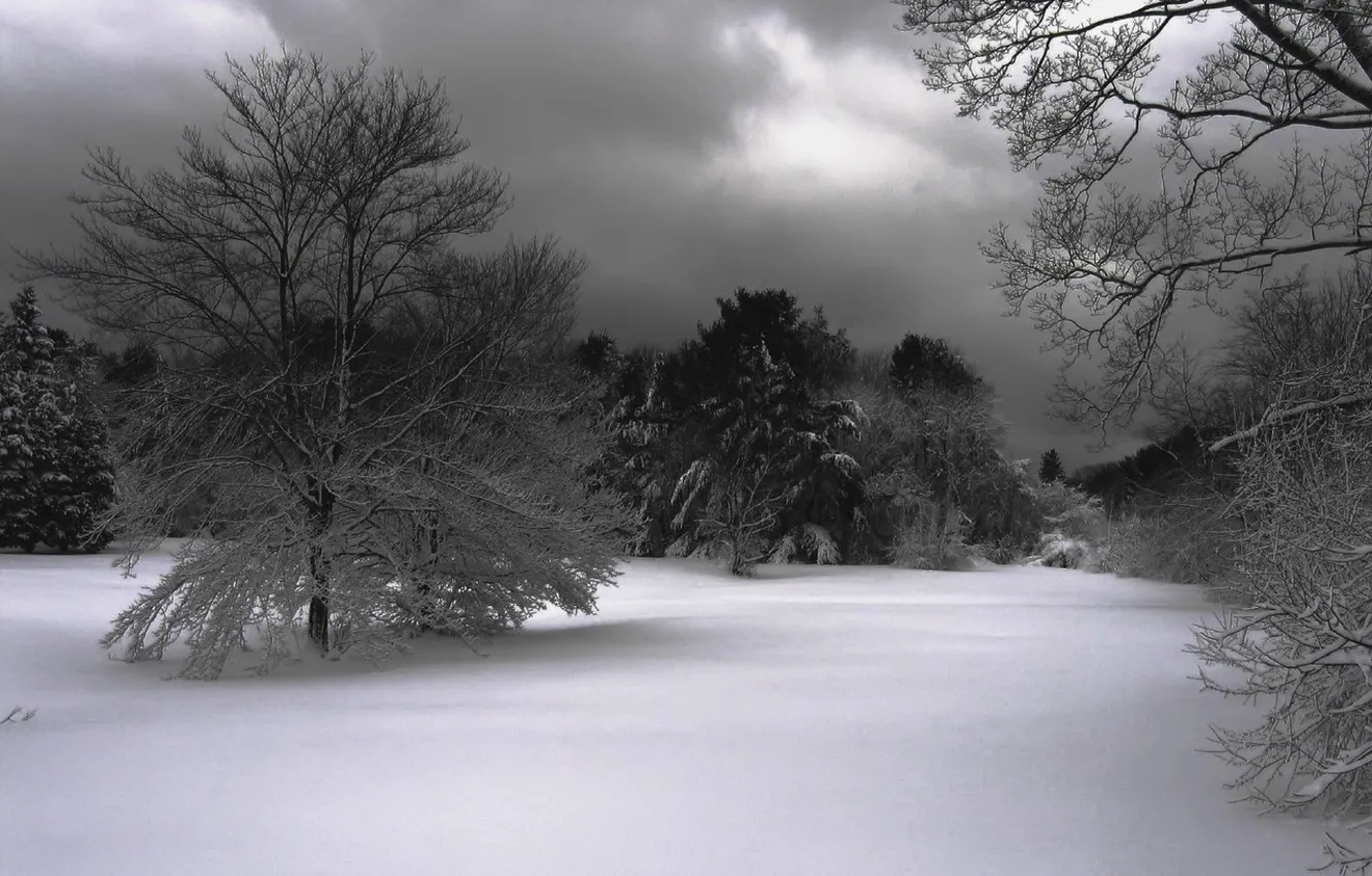 Фото обои снег, деревья, Зима