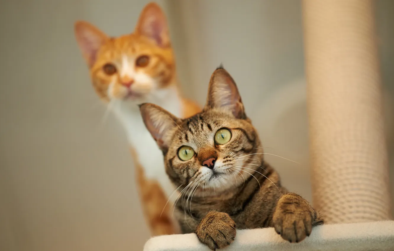 Фото обои кот, взгляд, кошки