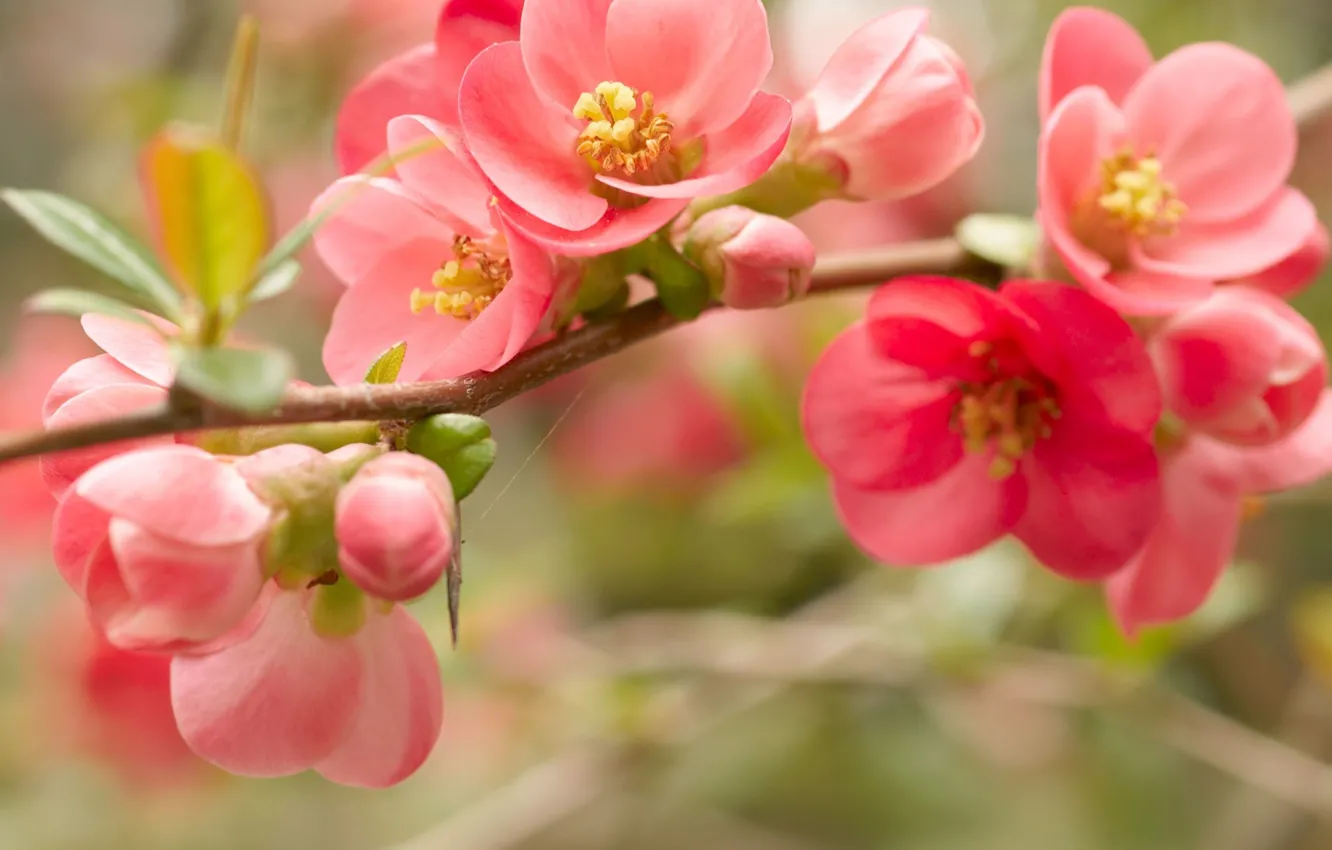 Фото обои макро, цветы, ветка, весна, лепестки, красные, розовые, цветение
