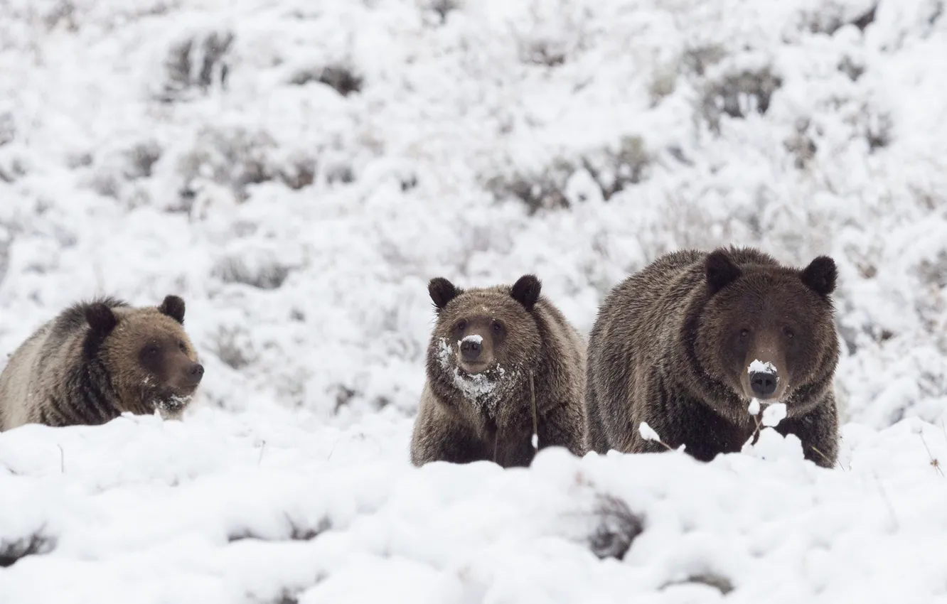 Фото обои зима, снег, медведи, Гризли, троица, три медведя