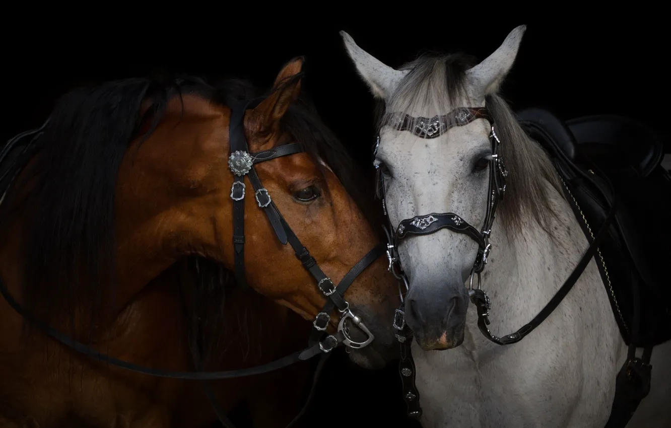 Фото обои морда, серый, кони, лошади, пара, гнедой, тёмный фон, сбруя