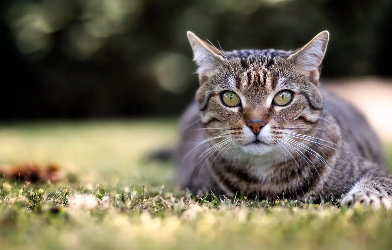 Фото обои кошка, трава, кот, взгляд, морда, природа, серый, фон