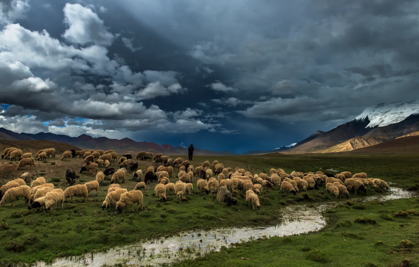 Фото обои поле, природа, река, овцы