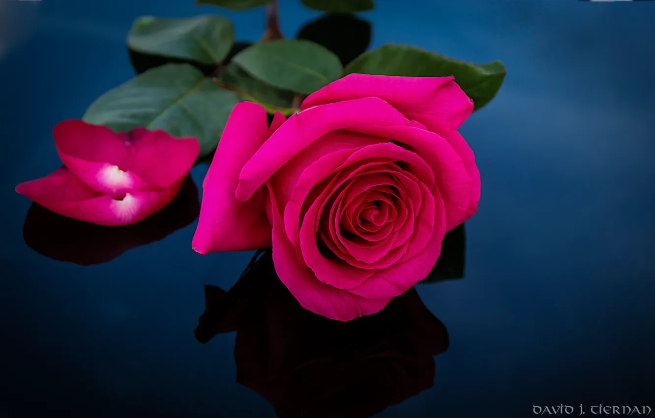 Фото обои роза, лепестки, лиловый