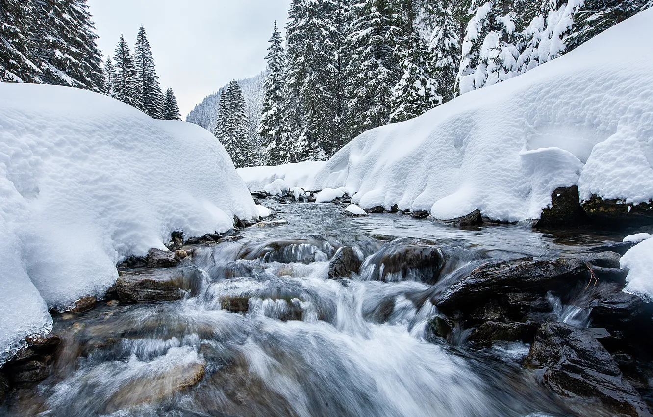 Фото обои зима, снег, деревья, пейзаж, река, елки, forest, river
