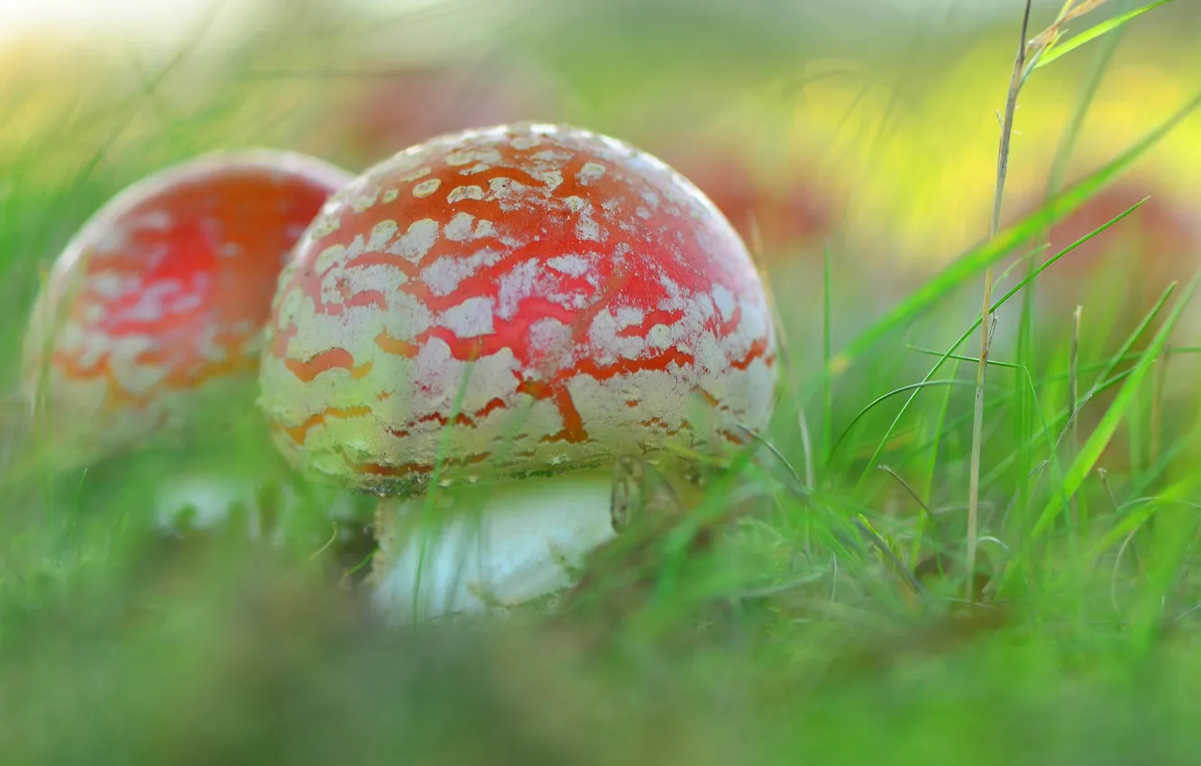 Фото обои природа, грибы, Amanita Fungi