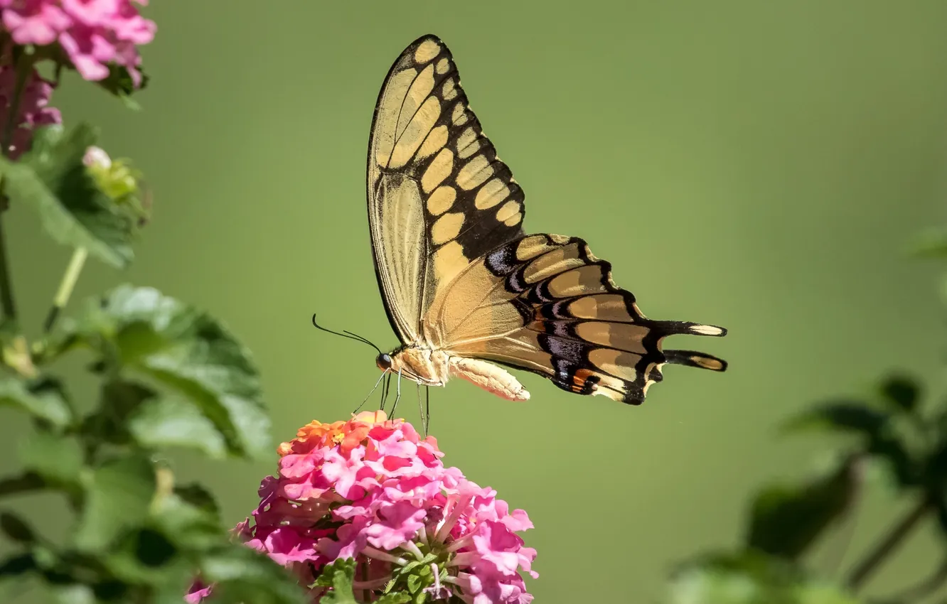 Фото обои бабочка, крылья, махаон, лантана