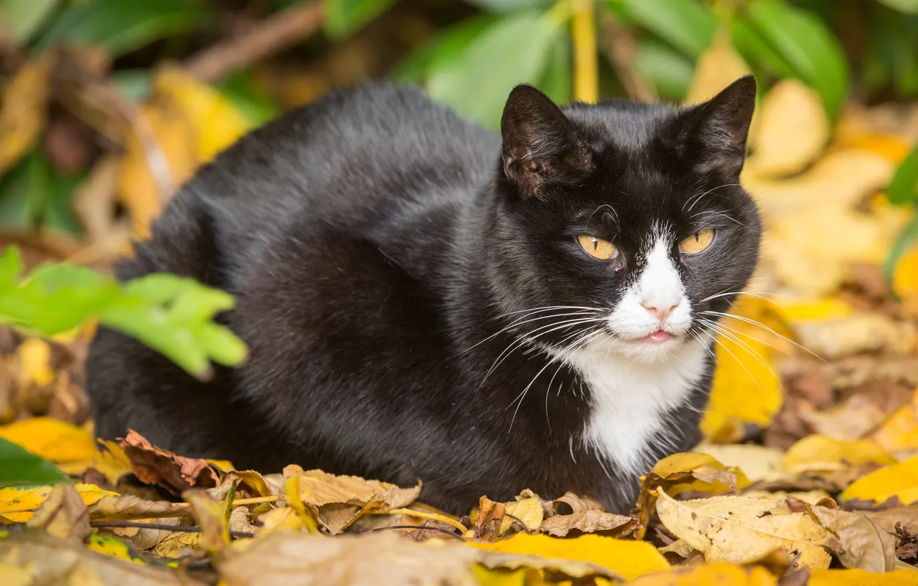 Фото обои осень, кошка, кот, листья, листва