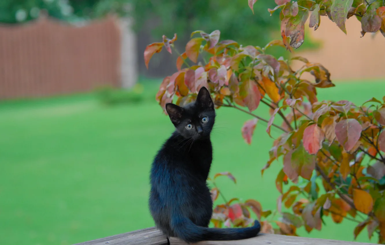 Фото обои листья, ветки, чёрный котёнок
