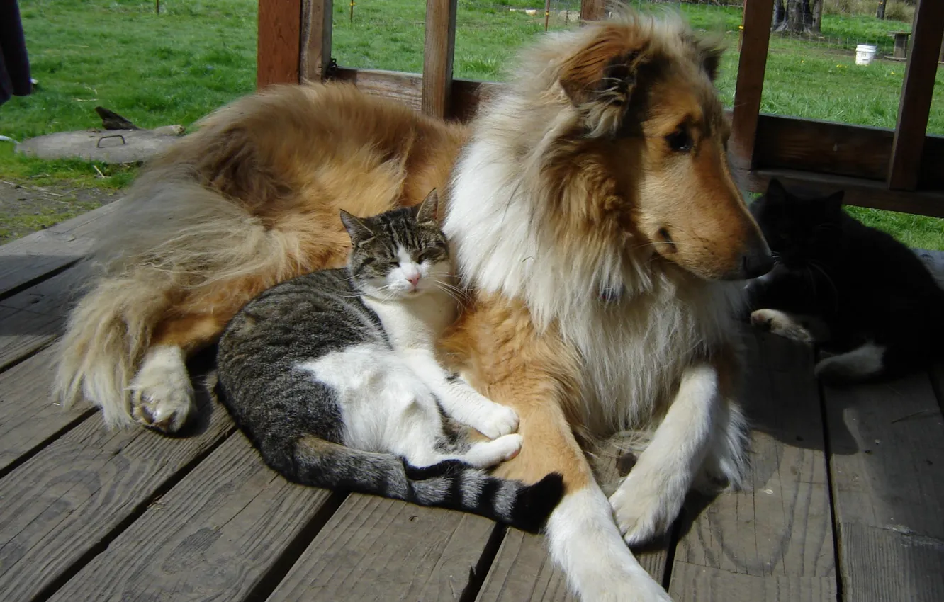 Фото обои dogs, cats, Collie, buddies