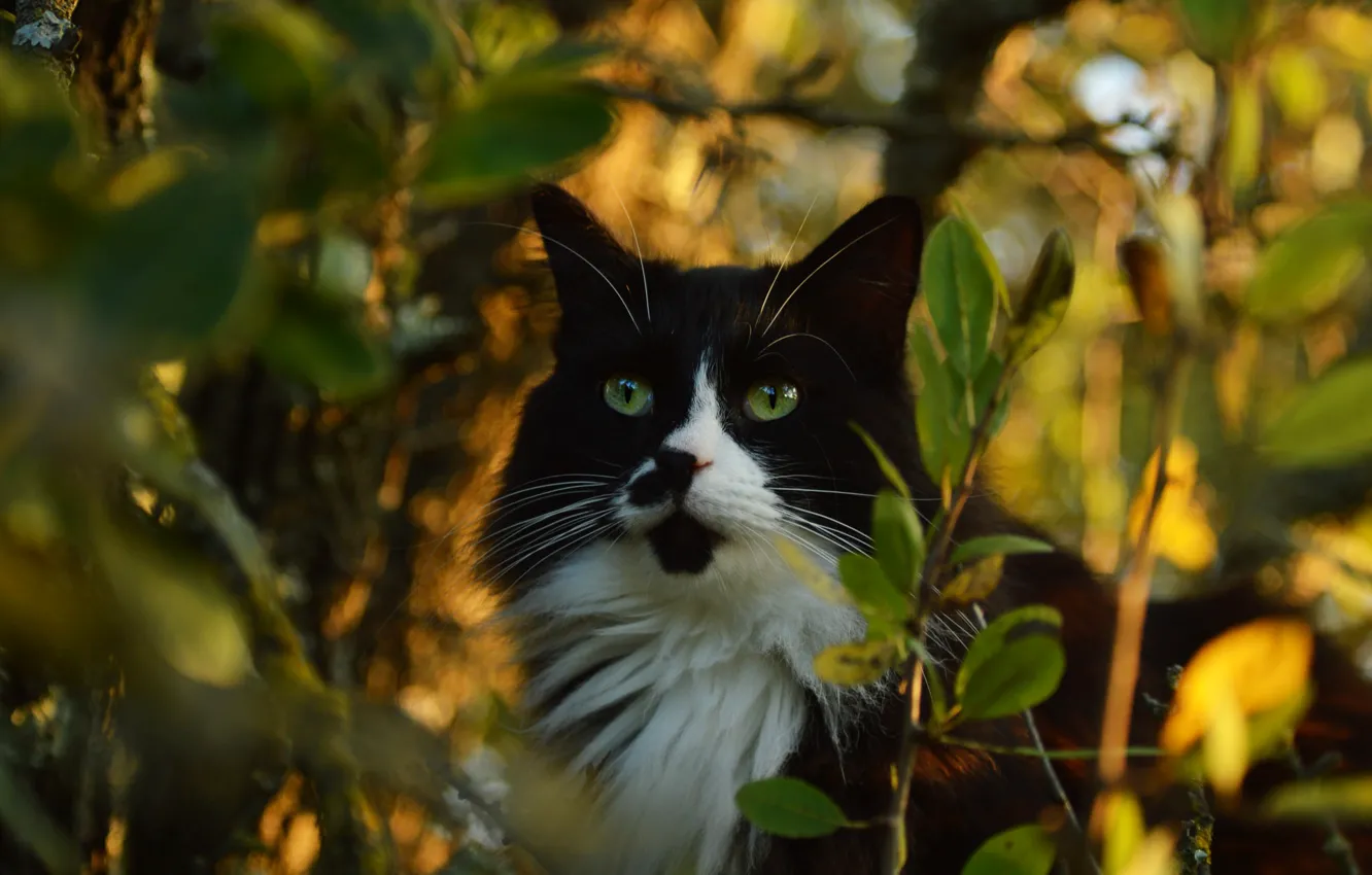 Фото обои кошка, кот, взгляд, морда, листья, свет, ветки, природа
