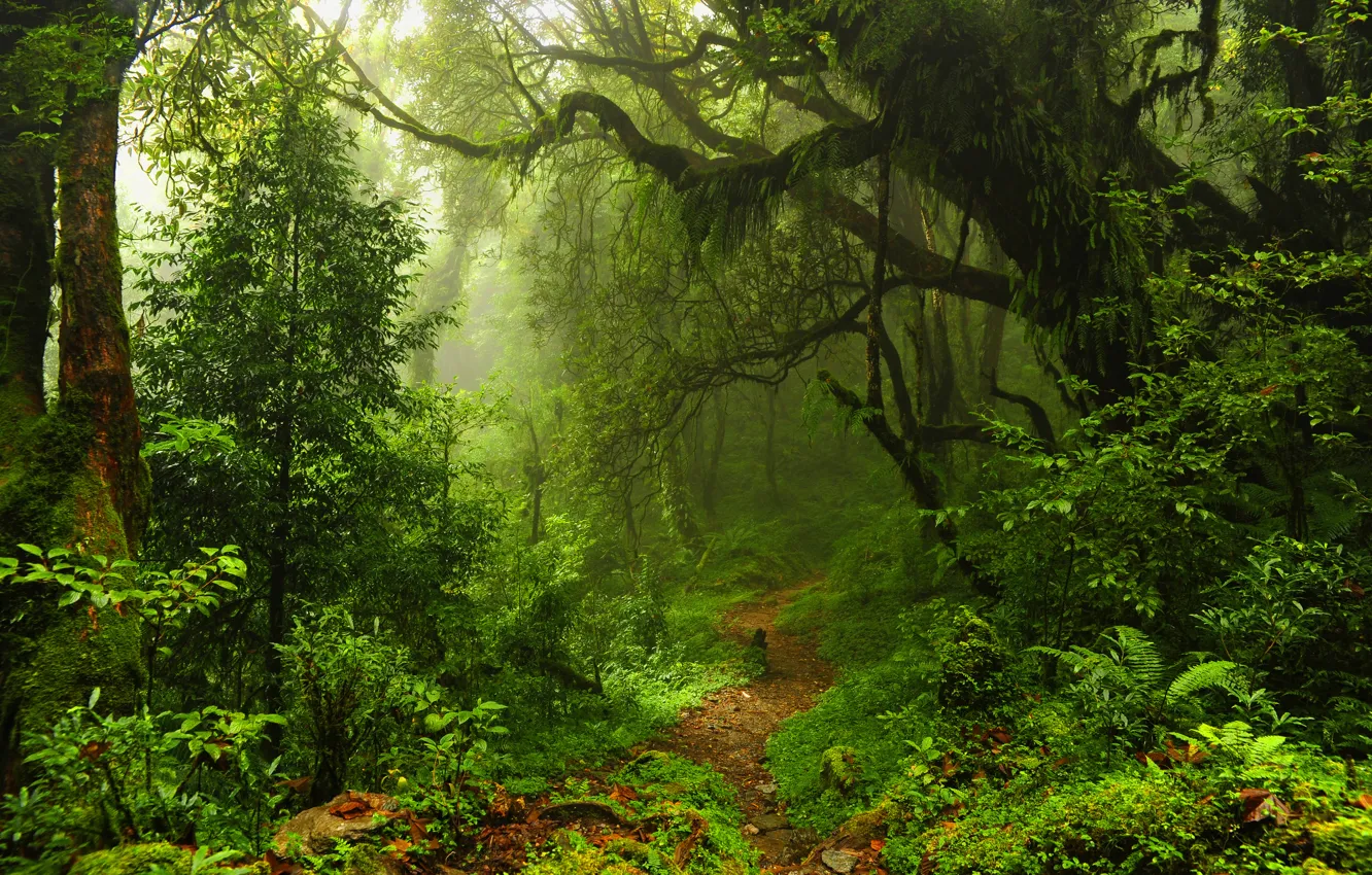 Фото обои лес, листья, деревья, заросли, тропа, чаща, джунгли
