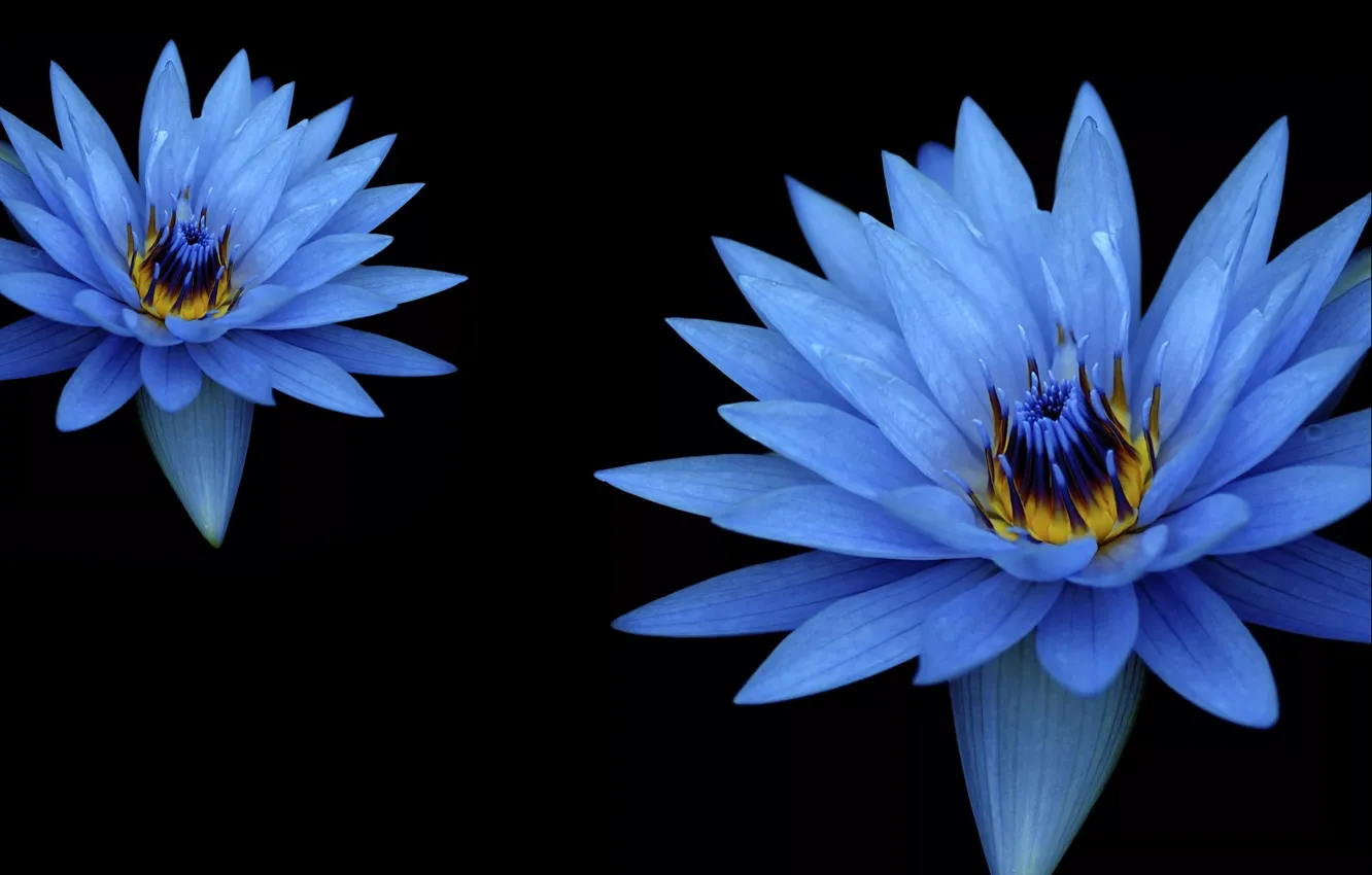 Фото обои blue, flowers, macro, bloom, flora