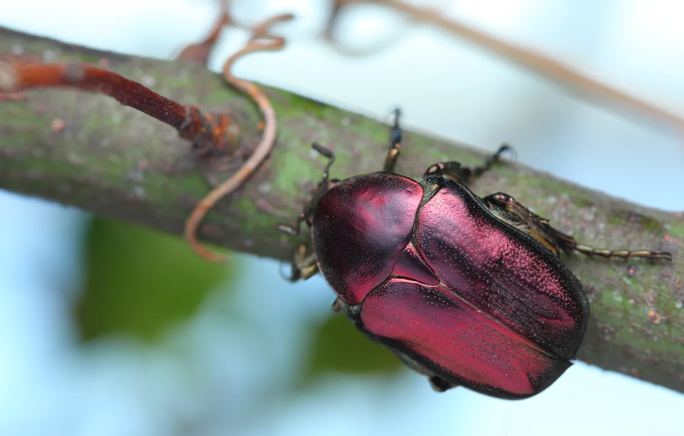 Фото обои жук, ветка, вишневый, насекомое, бронзовка, обои от lolita777