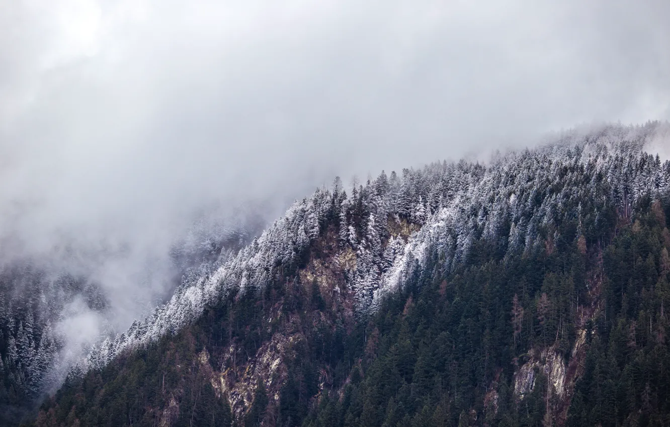 Фото обои снег, деревья, природа, туман, гора, склон