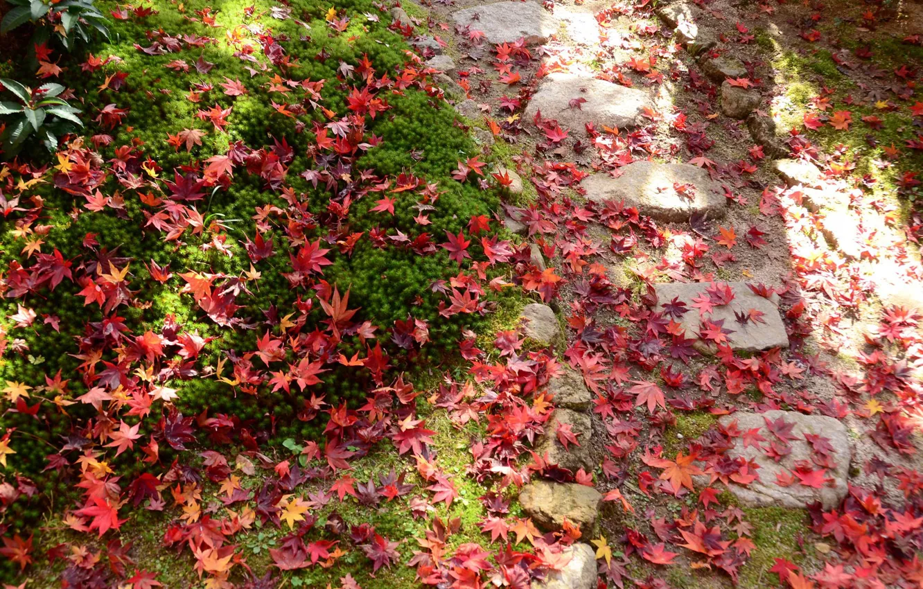 Фото обои трава, красные листья, опавшие листья