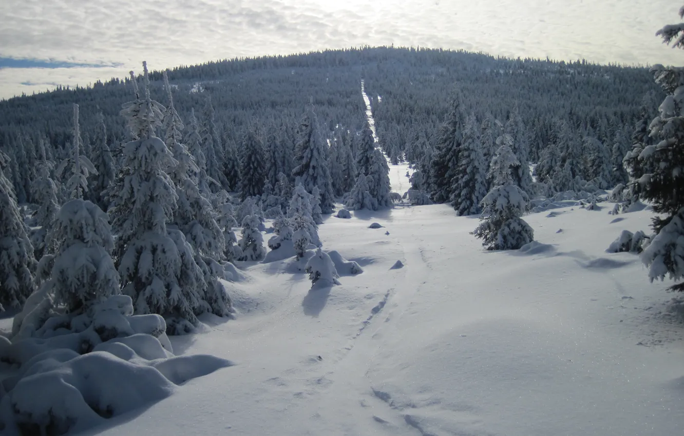 Фото обои Зима, Снег, Лес, Мороз, Winter, Frost, Snow, Forest