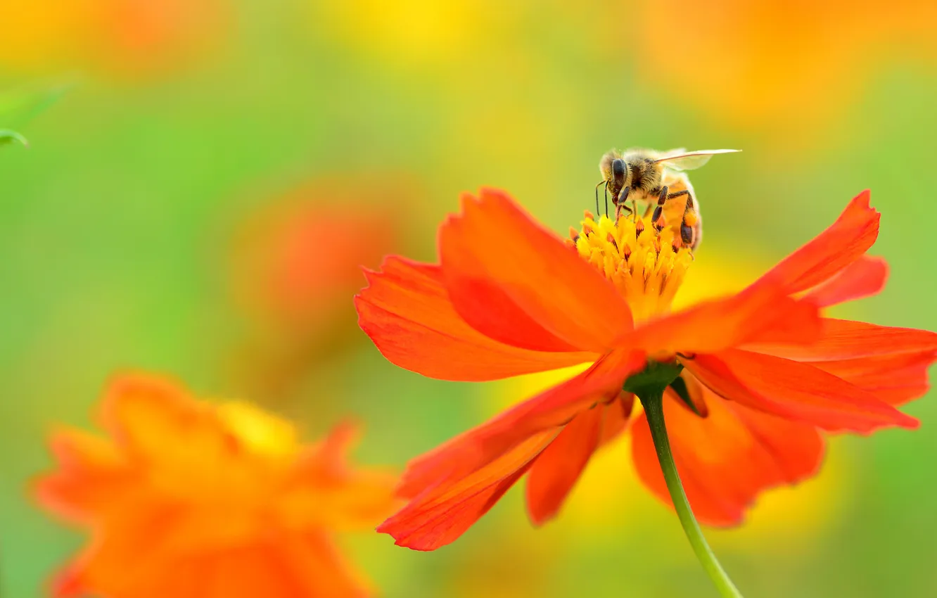 Фото обои цветок, оранжевый, пчела, фон, космея