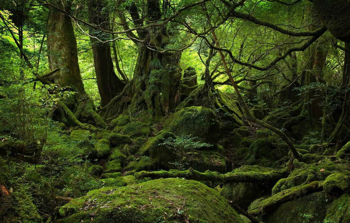 Фото обои лес, деревья, природа, камень, мох, чаща