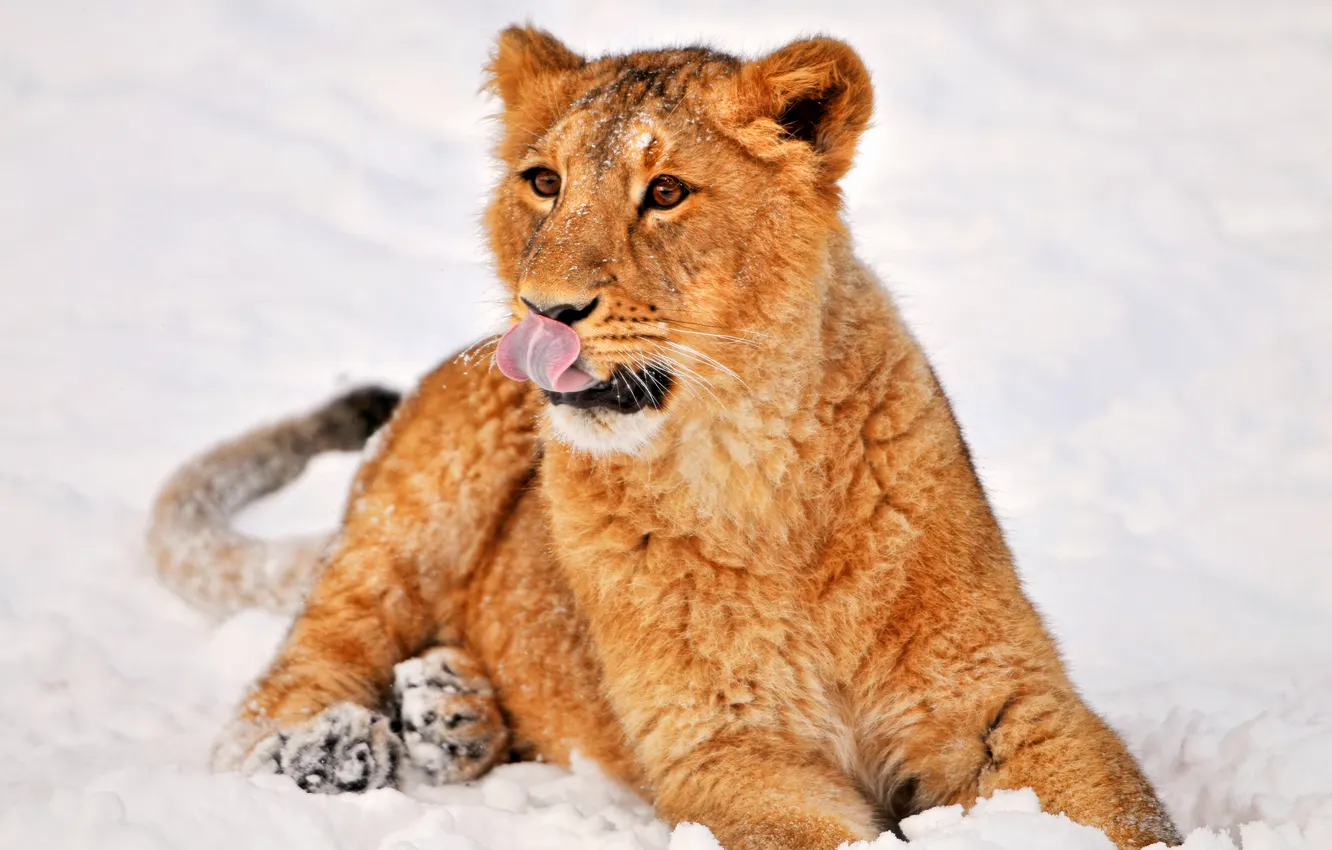 Фото обои зима, язык, снег, игра, малыш, львенок