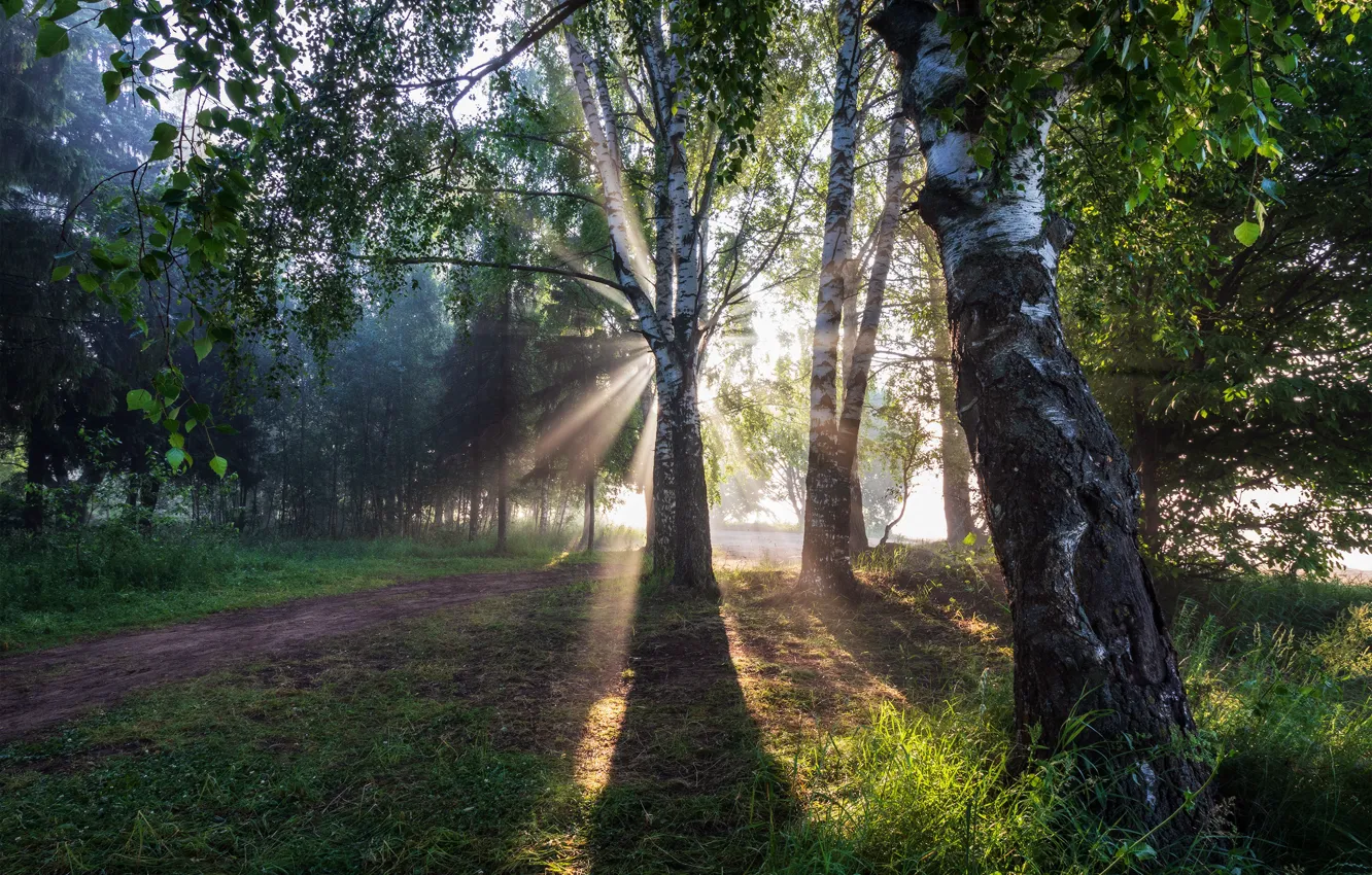 Фото обои лето, солнце, рассвет, утро, берёзы