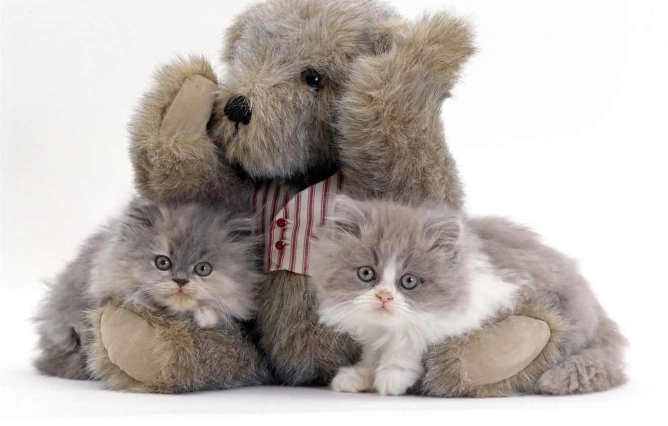 Фото обои игрушка, мишка, котята, пушистые