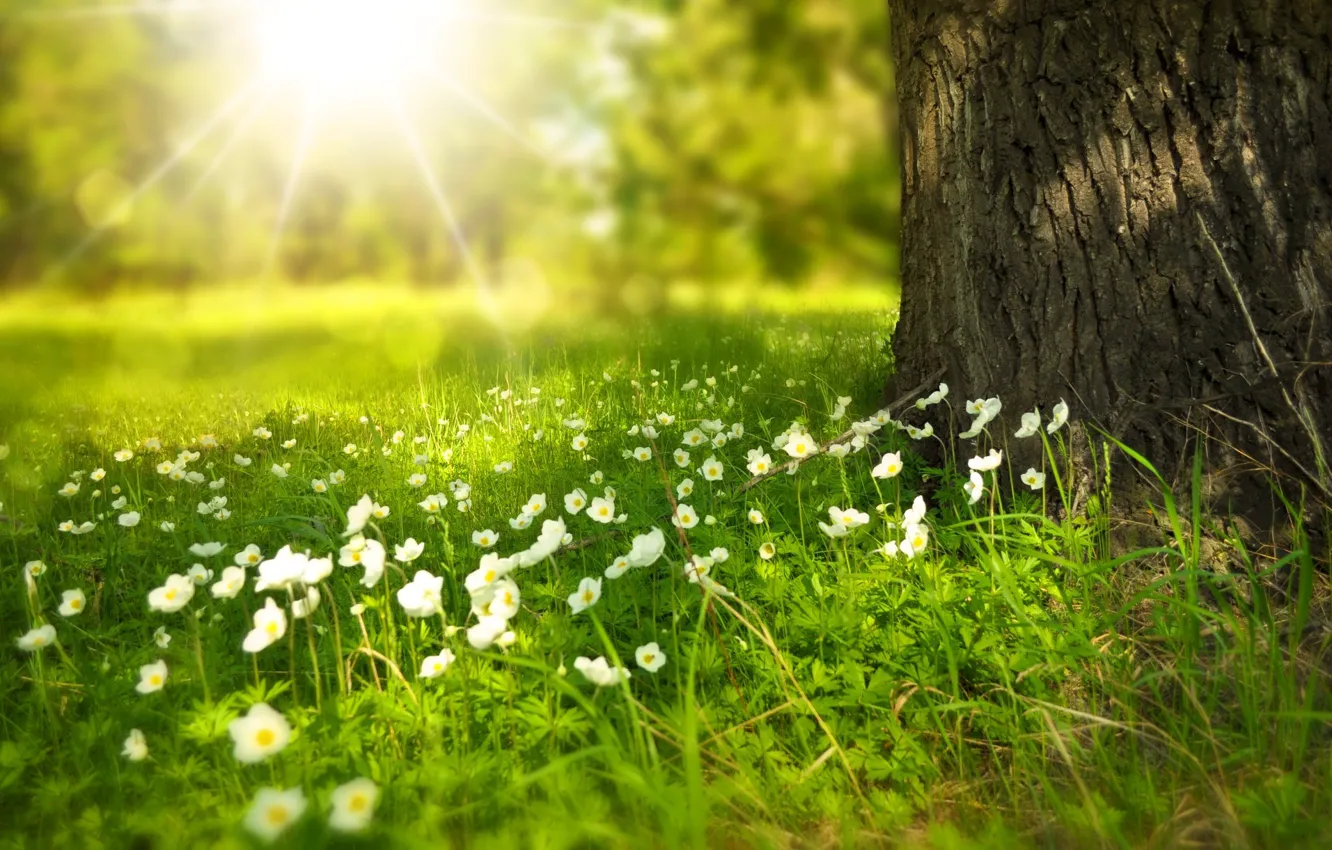 Фото обои лето, лучи, свет, цветы, дерево, поляна, ствол, Larisa Koshkina