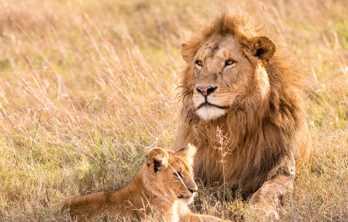 Фото обои lion, animal, pet, leo