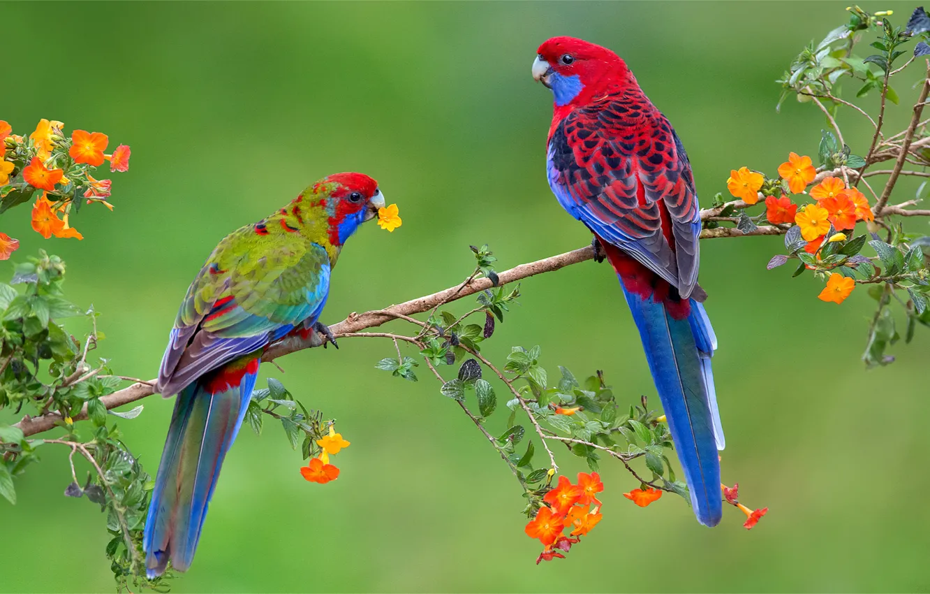 Фото обои цветы, птицы, ветки, яркие, пара, попугаи, экзотика, Розелла