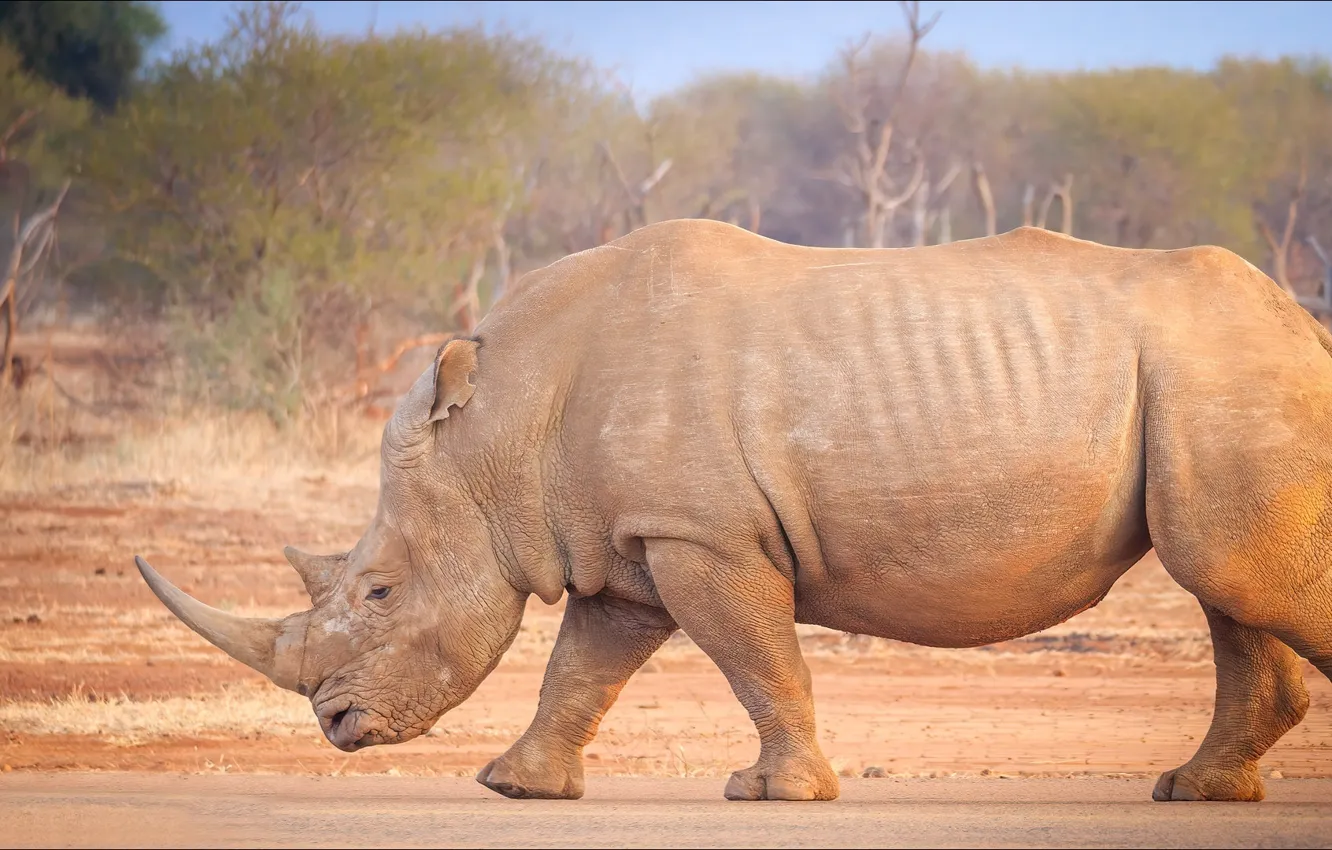 Фото обои Природа, Африка, носорог