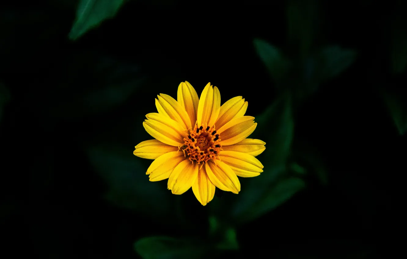 Фото обои цветок, желтый, фон, боке
