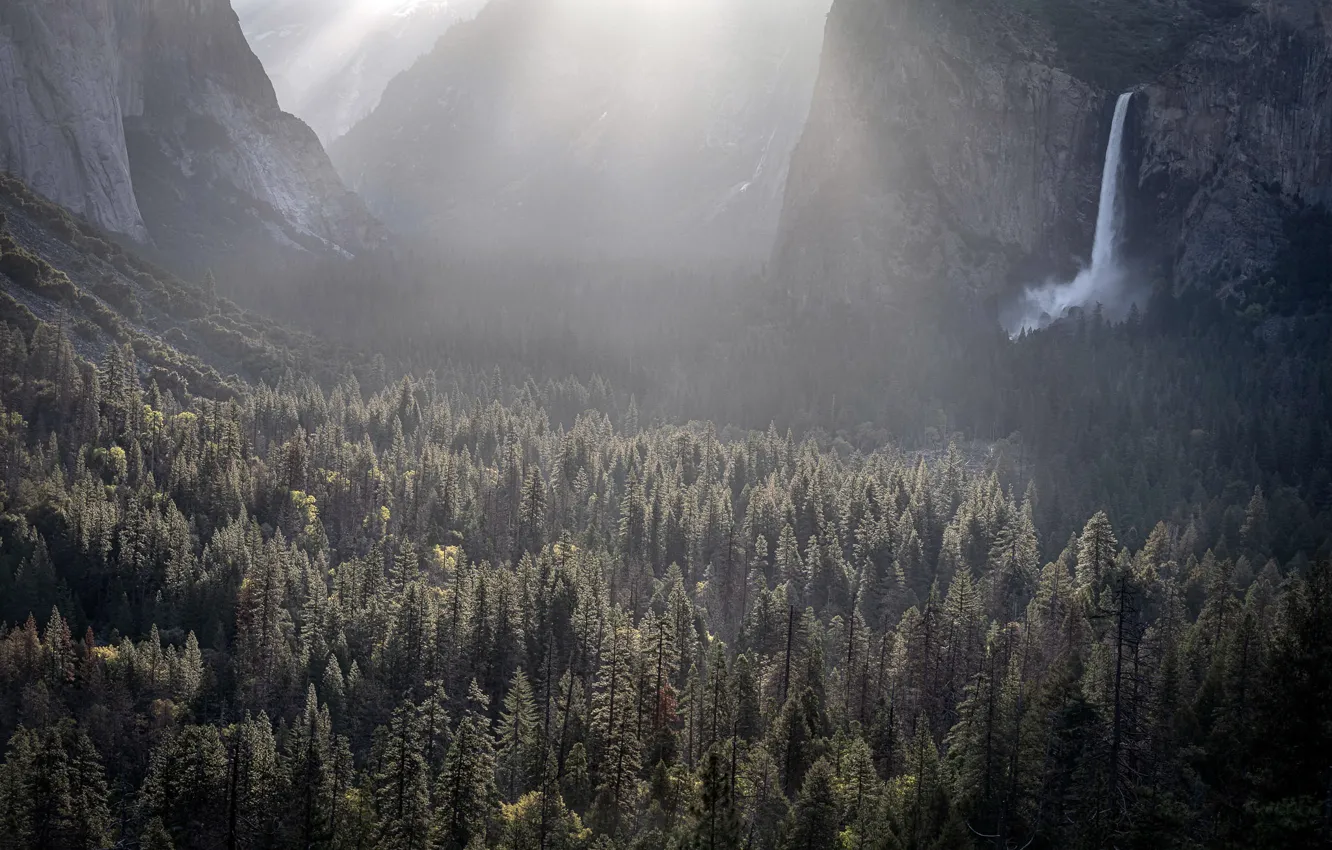 Фото обои United States, California, Yosemite Valley, Foresta