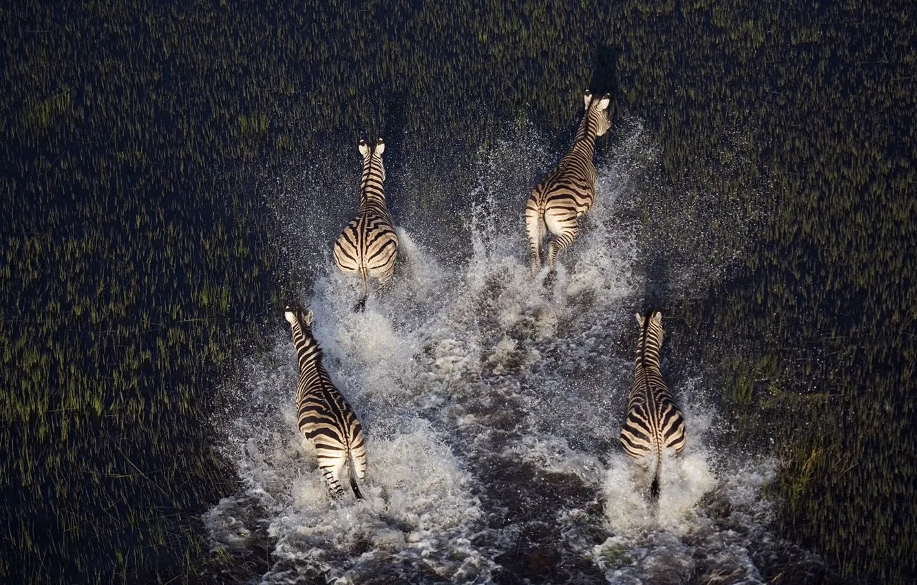 Фото обои животные, вода, природа, болото, растения, зебры
