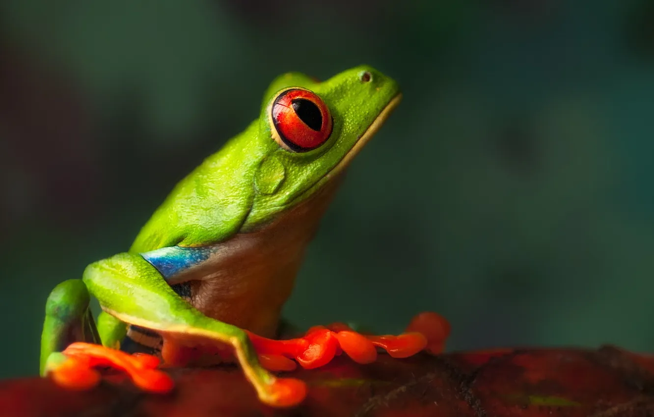 Фото обои Nature, Macro, Frog, Profile of a Friend