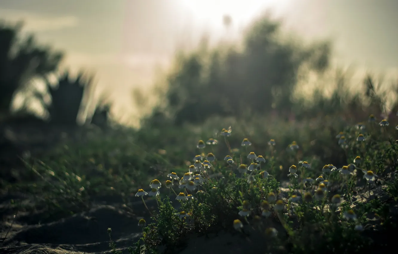 Фото обои цветы, природа, утро