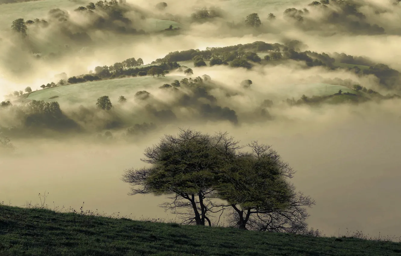 Фото обои туман, дерево, мрак