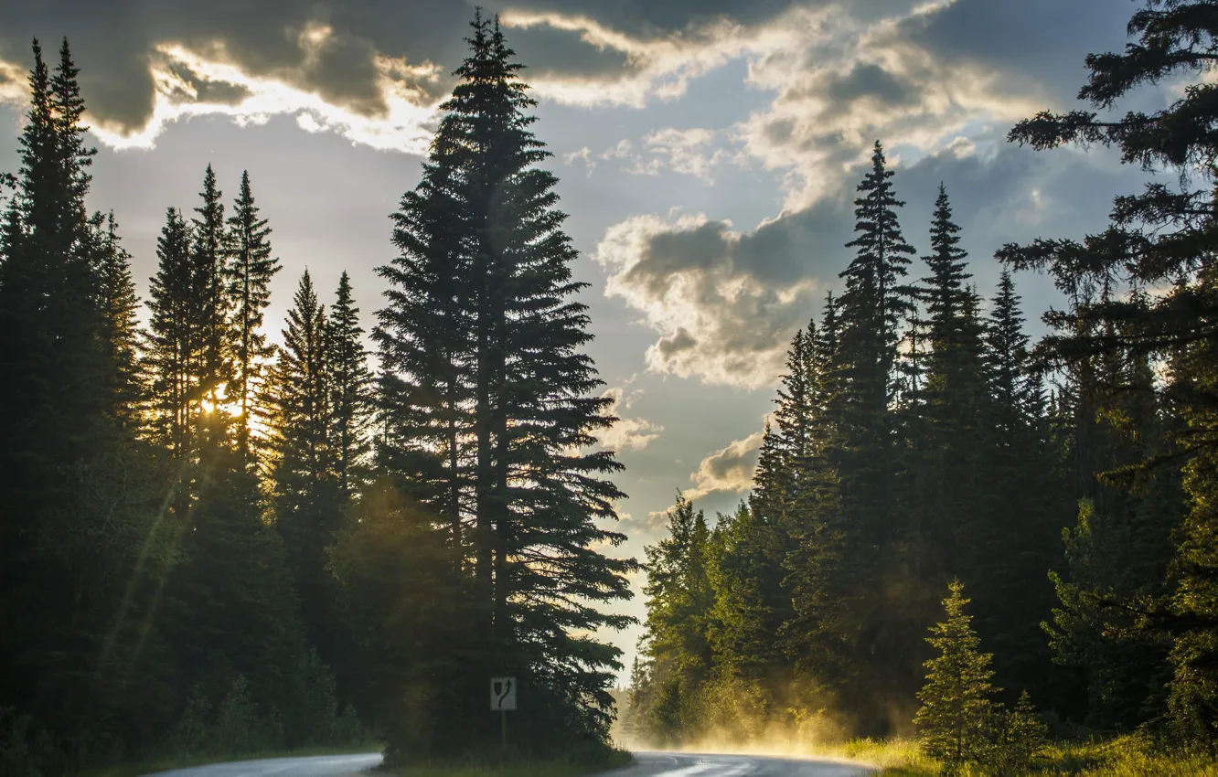 Фото обои дорога, закат, природа, елки