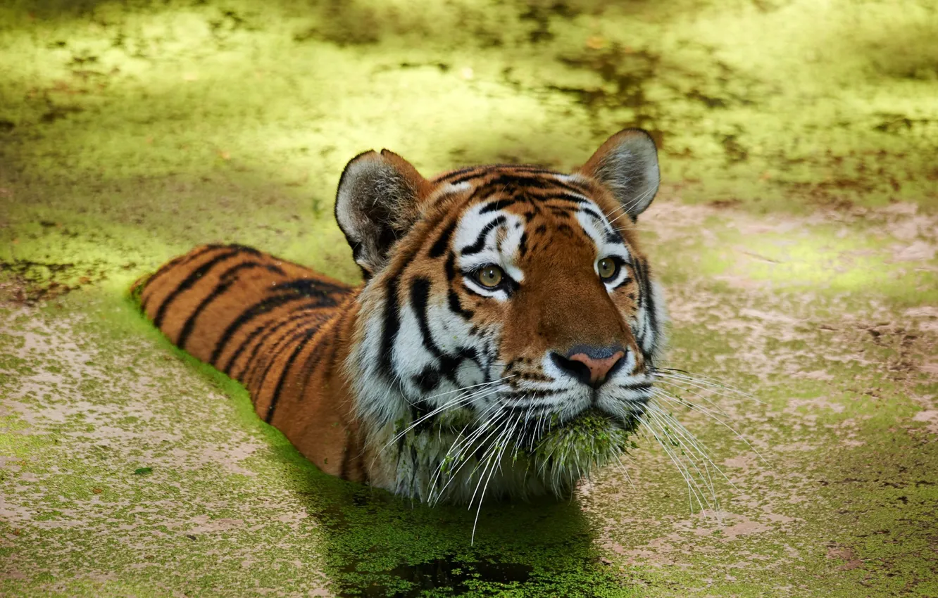 Фото обои вода, тигр, пловец