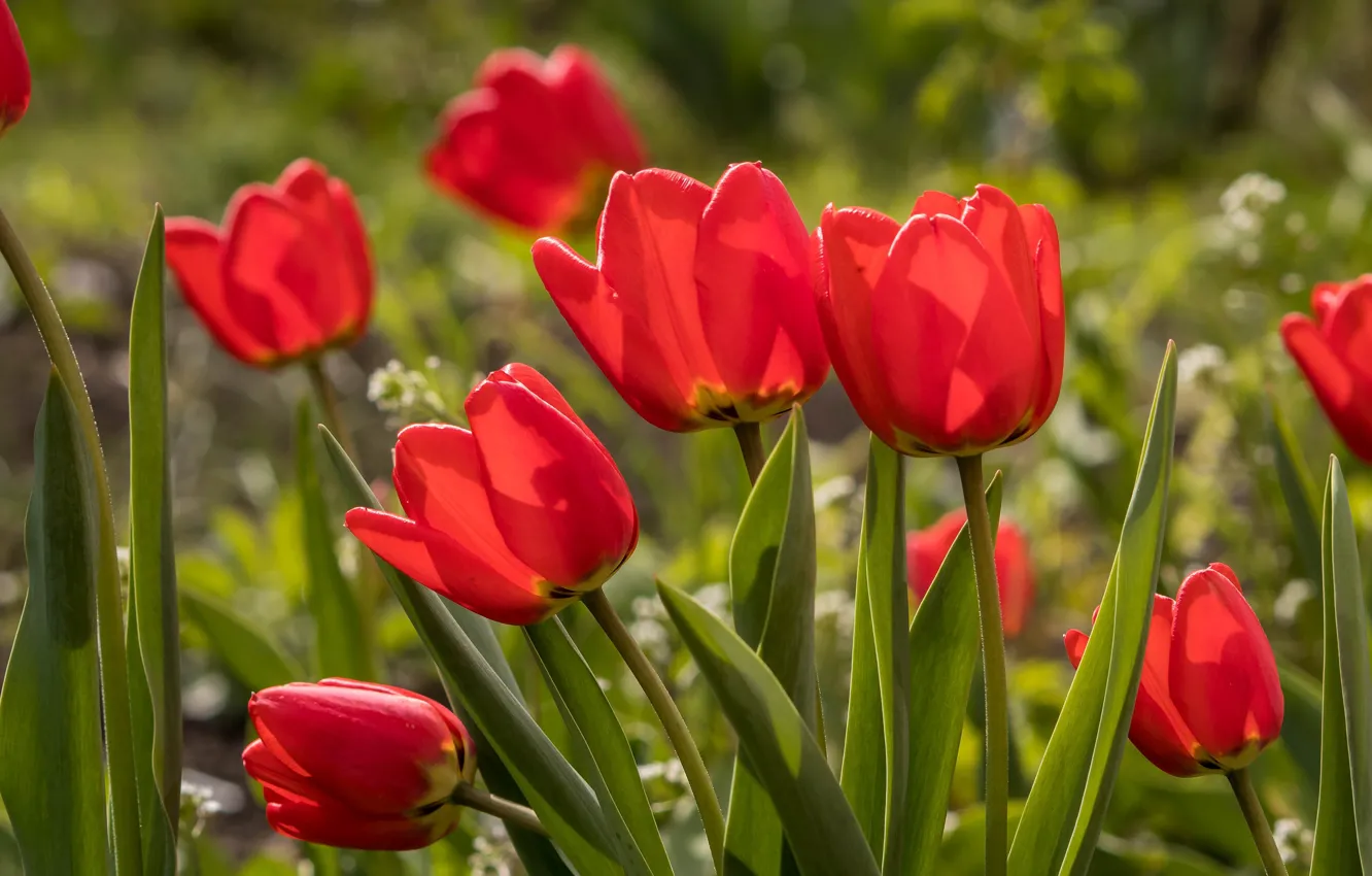 Фото обои цветы, весна, тюльпаны, красные, боке
