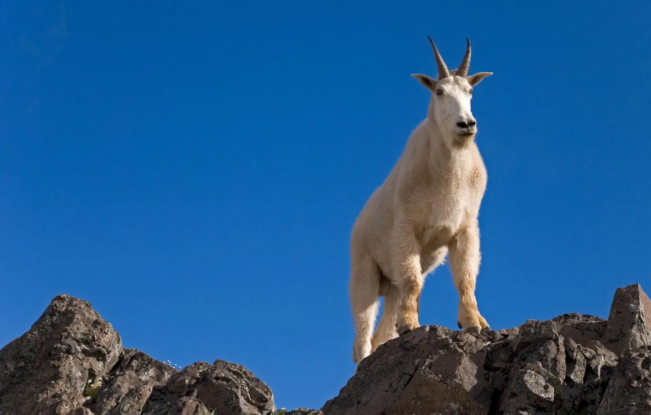 Фото обои белый, небо, скалы, рога, горный козёл