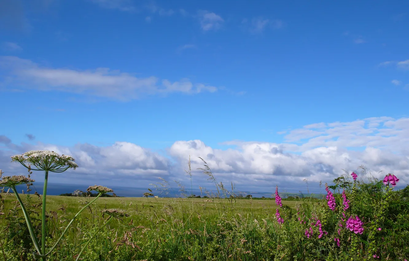 Фото обои поле, небо, трава, облака, цветы