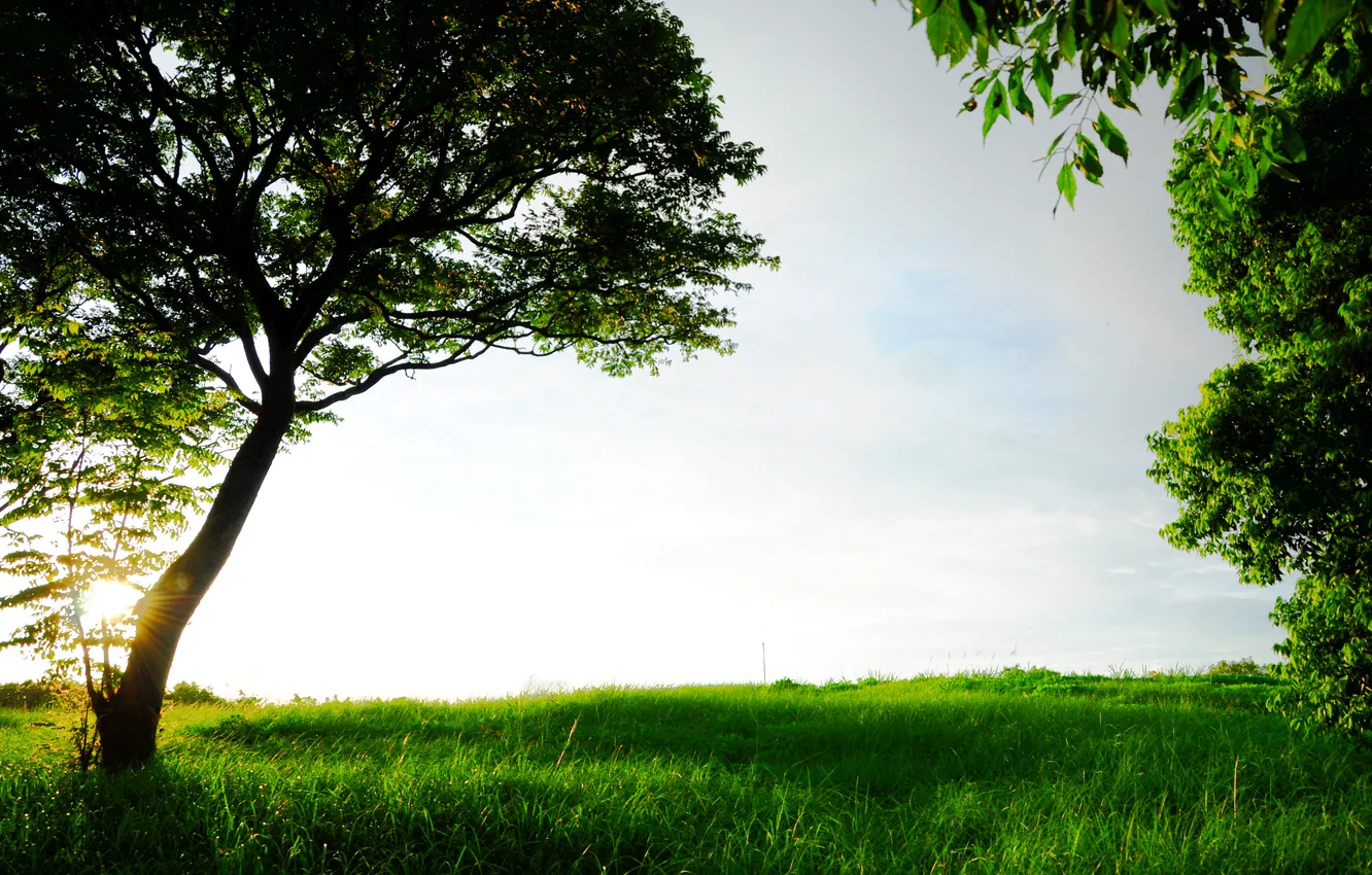 Фото обои трава, солнце, природа, дерево