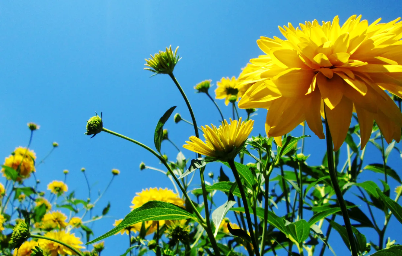 Фото обои небо, цветы, желтые, sky, yellow, flowers
