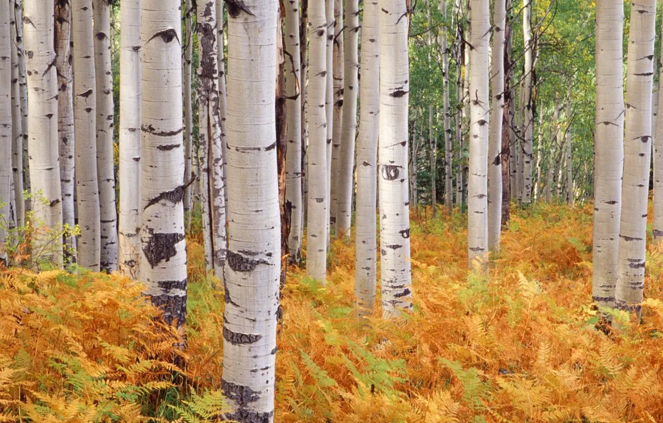 Фото обои осень, деревья, Лес, березы