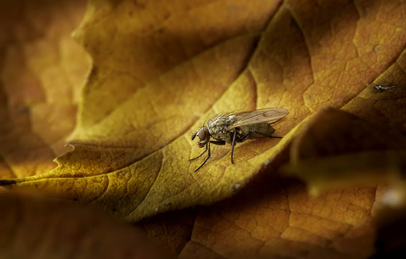 Фото обои природа, лист, муха