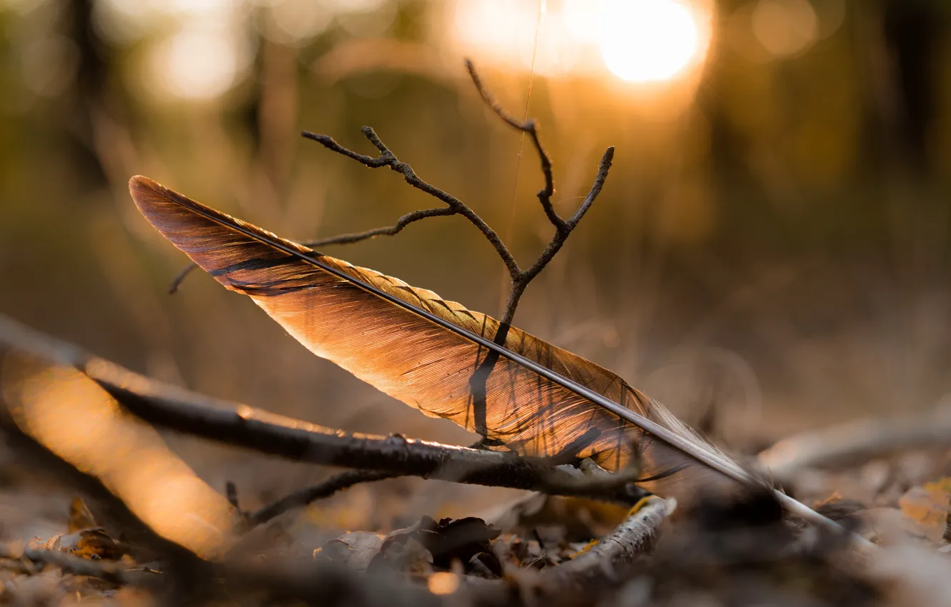Фото обои природа, фон, перья