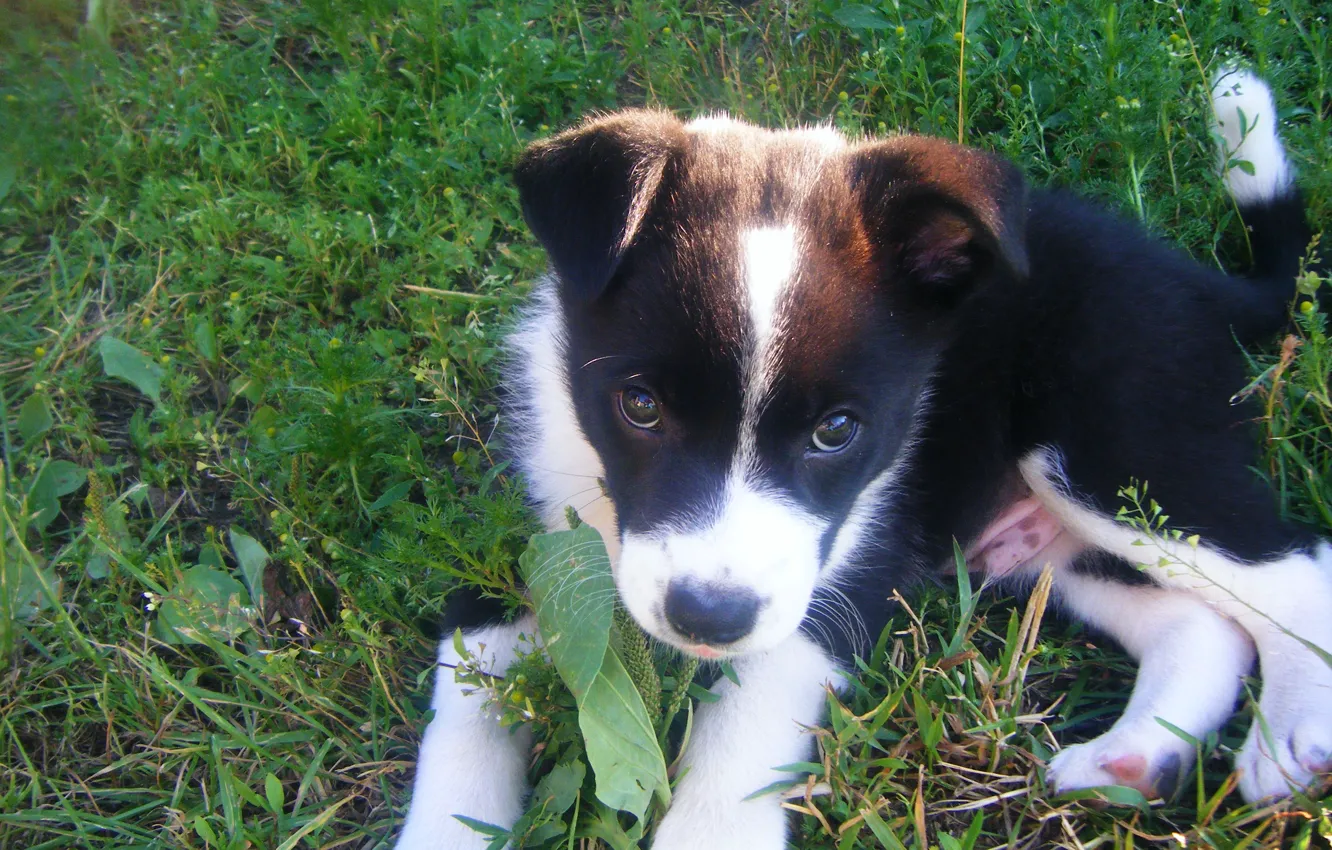 Фото обои трава, взгляд, щенок