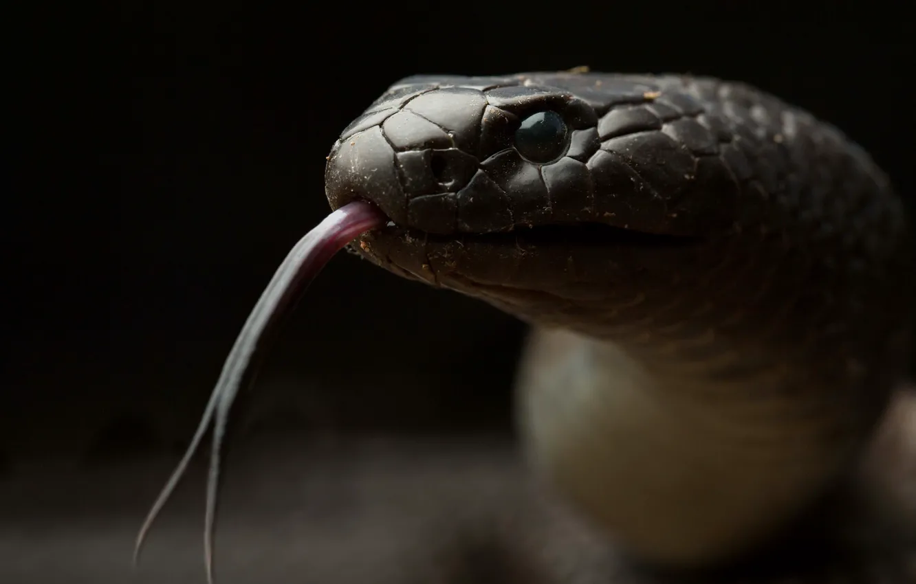 Фото обои природа, фон, Spotted black snake, Pseudechis guttatus