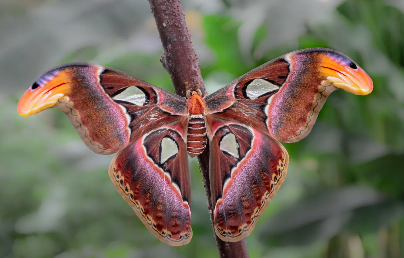 гарпия бабочка фото