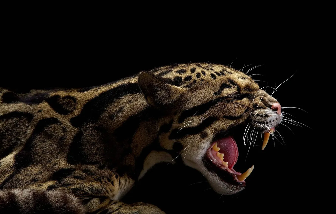 Фото обои морда, клыки, оскал, черный фон, дымчатый леопард